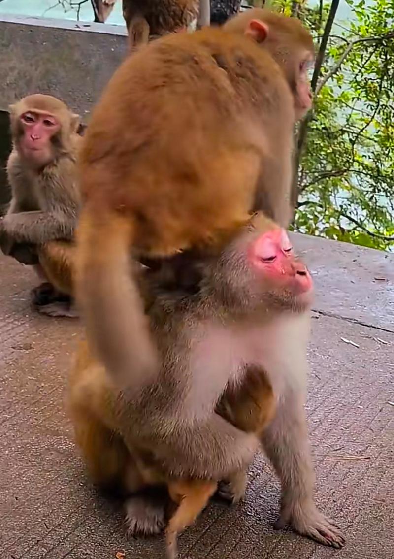 今晚澳门9点35分开奖实用性解读和车钥匙逗猴被猴抢走与猴子车钥匙