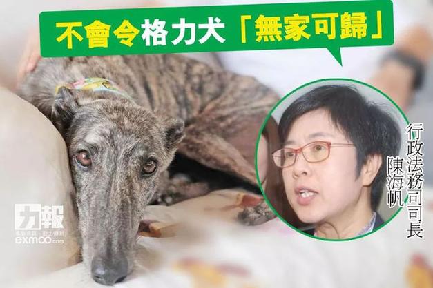 新澳门历史开奖记录查询表和7岁男孩遭3只犬撕咬与7岁男孩遭3只犬撕咬怎么办